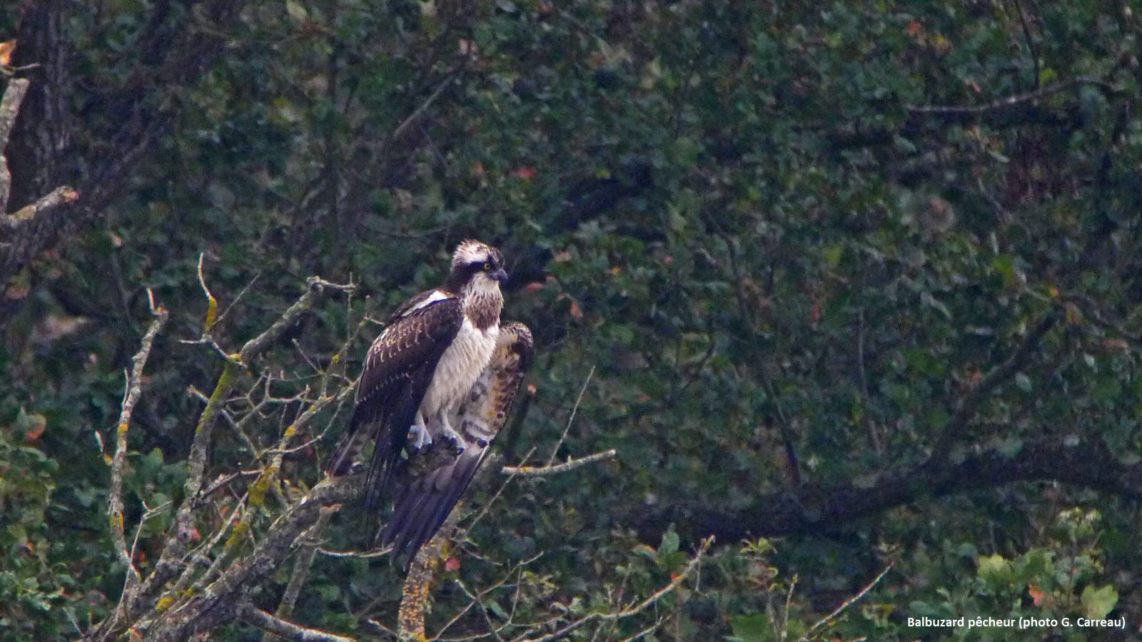 Conférence sur le Balbuzard Pêcheur - Réserve de Biosphère de Moselle Sud