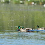 Balade printanière autour du plan d'eau des oiseaux de la Monnerie