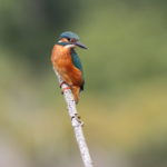 Balade printanière le long de la Gée