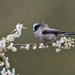 Journée de l'Environnement