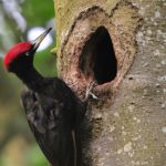 Les rendez vous du bocage de Bercé naturellement