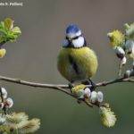 L'observatoire des oiseaux des jardins