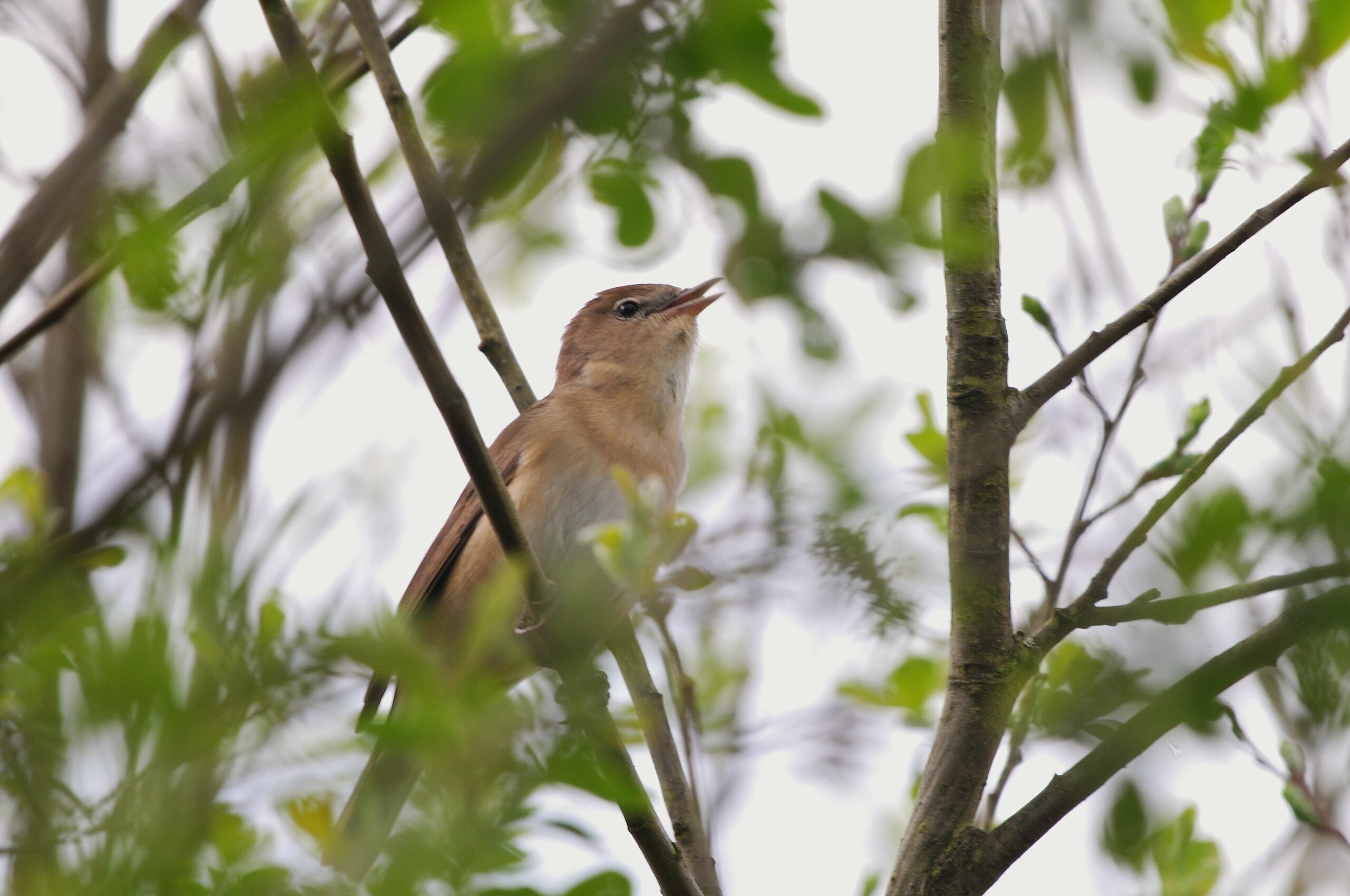 Phragmite Des Joncsrpellion