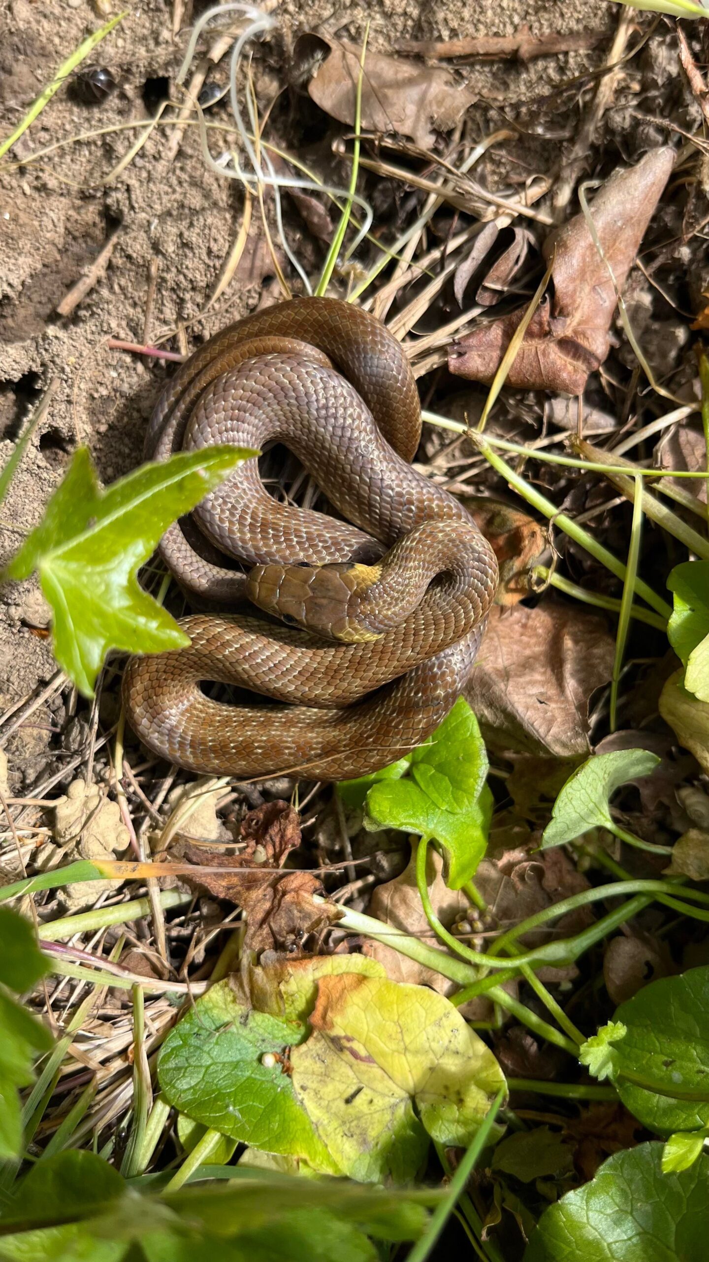 couleuvre