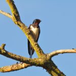 L'observatoire des oiseaux des jardins