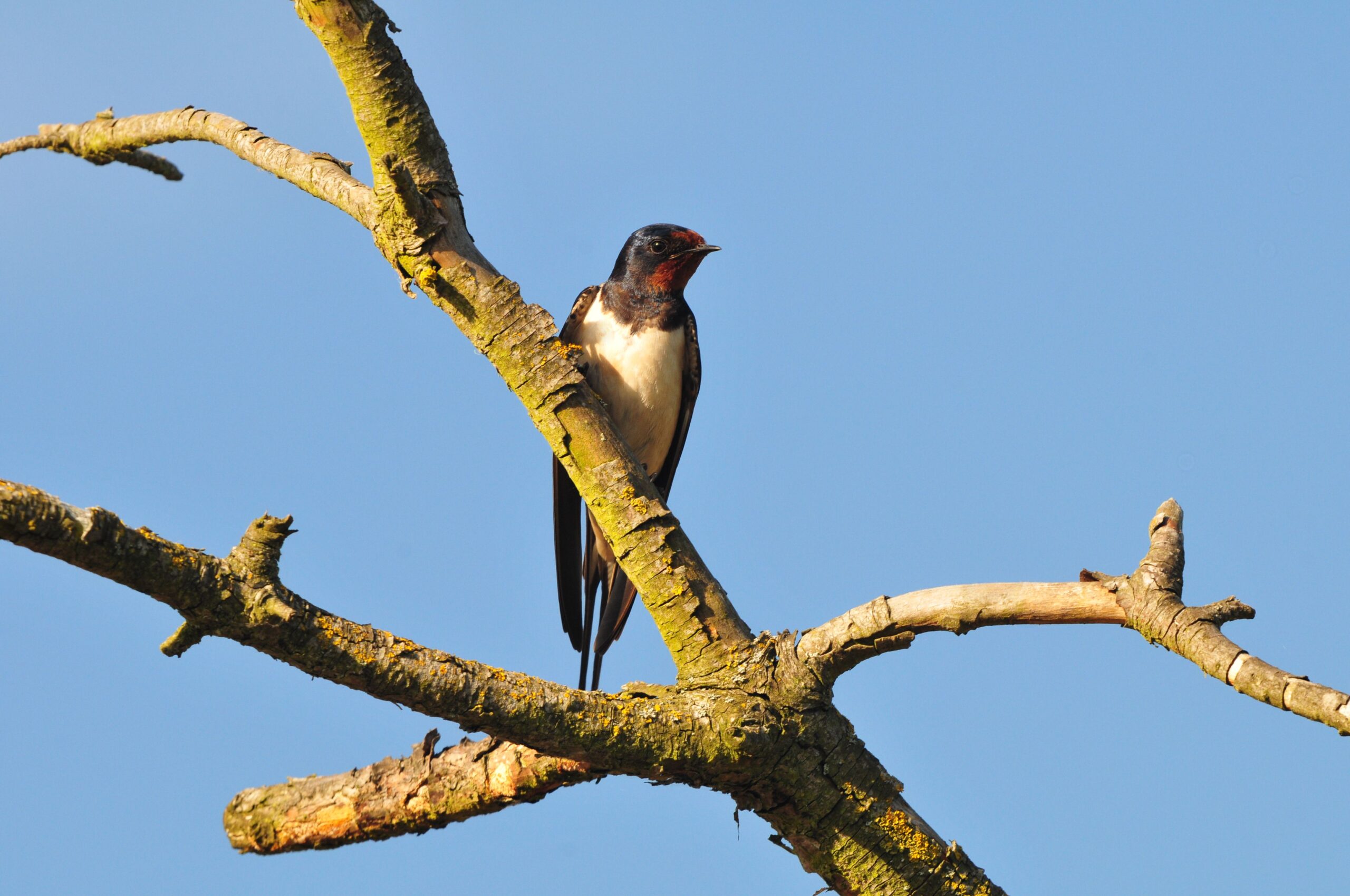 Hirondelle Rustique2 Rp