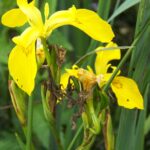 Flore des prairies humides et marécageuses