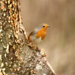 Le printemps des oiseaux