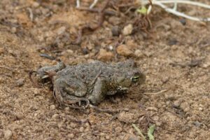 Crapaud Calamite Camille Benatier