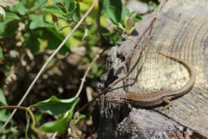 Lézard Des Murailles P.houalet