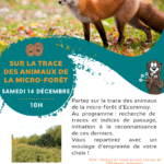 Sur les traces des animaux de la micro-forêt