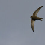 Les oiseaux du bocage