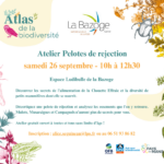 ABC : LA BAZOGE - dissection de pelotes de réjection